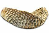 Fossil Woolly Mammoth Lower M Molar - North Sea Deposits #370389-2